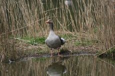 25-Graugans-080.jpg
